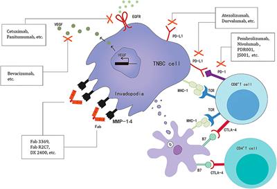 Immune Effect of Active Components of Traditional Chinese Medicine on Triple-Negative Breast Cancer